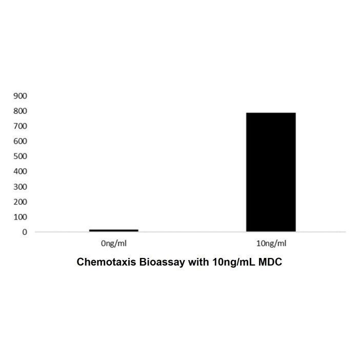 Recombinant Human MDC Protein