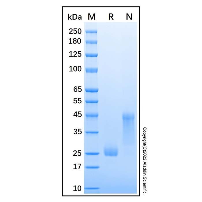 Recombinant Human DAN Protein