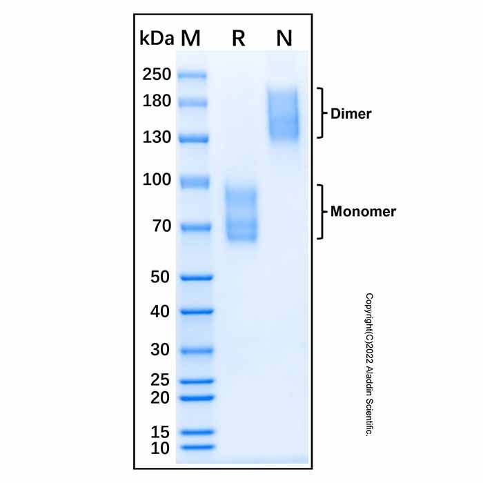 Recombinant Human NGFR/TNFRSF16 Protein