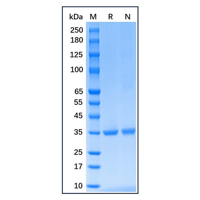 Recombinant Human PCNA Protein