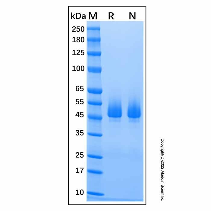 Recombinant Human Serpin F1/PEDF Protein