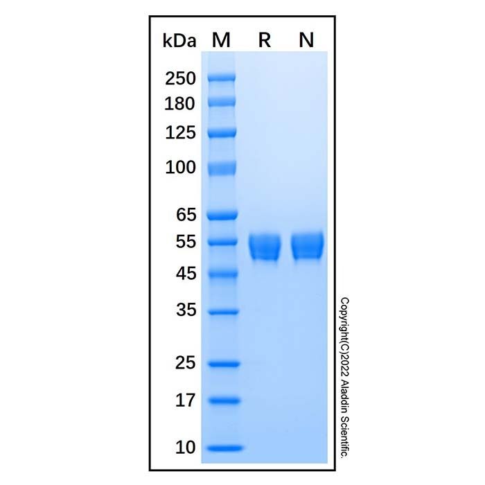 Recombinant Human Serpin A5 Protein