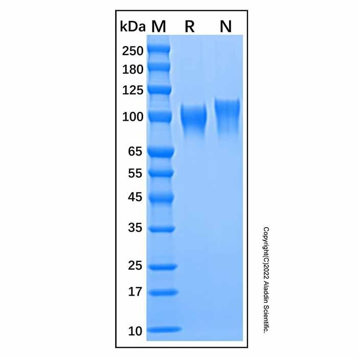 Recombinant Human Serpin G1 Protein