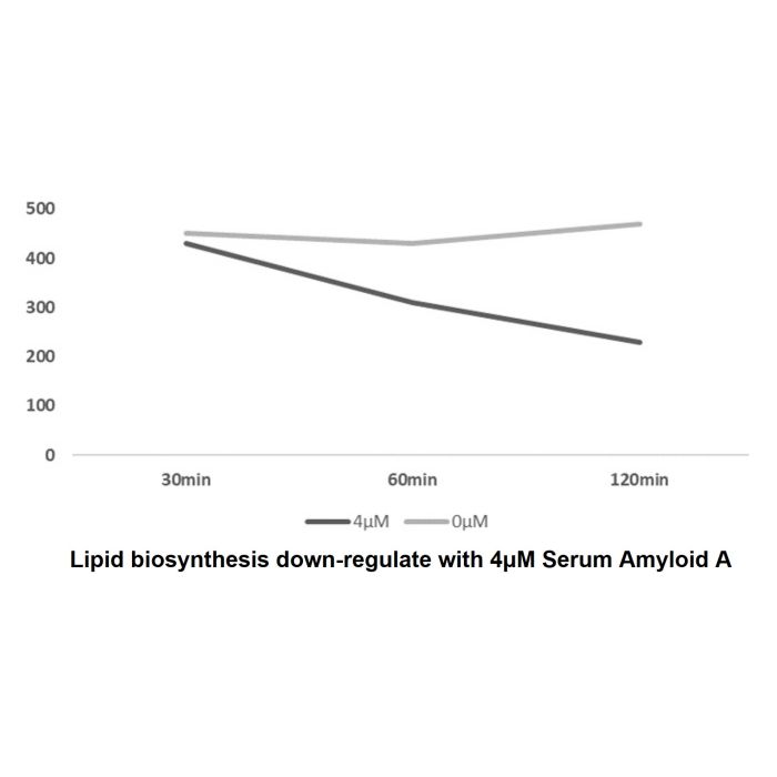 Recombinant Human Serum Amyloid A Protein