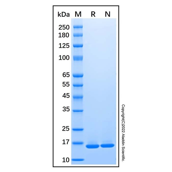 Recombinant Human SF20/MYDGF Protein