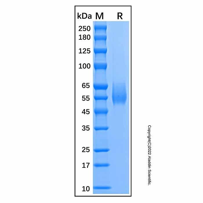 Recombinant Human Siglec-6/CD327 Protein