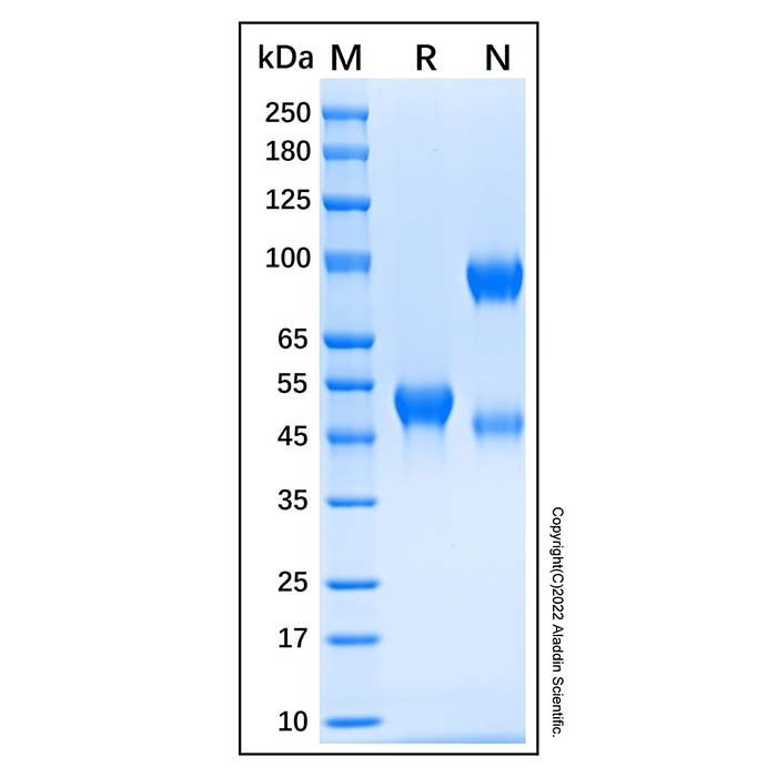 Recombinant Human Siglec-8 Protein
