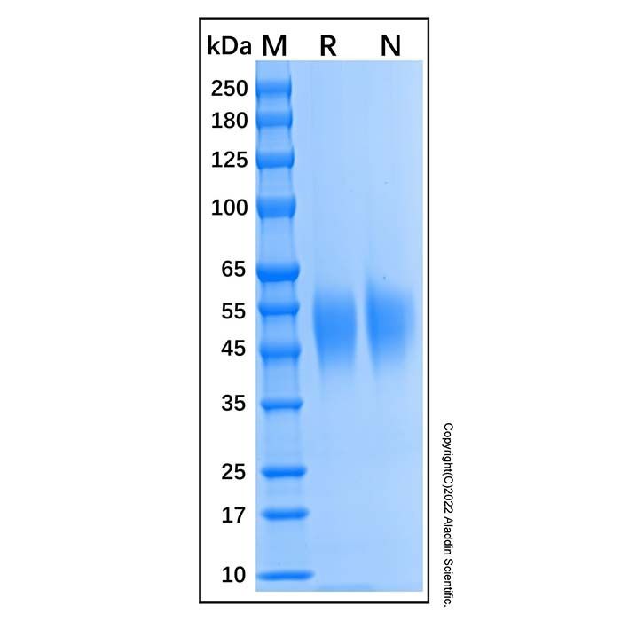 Recombinant Human SLAM/CD150 Protein