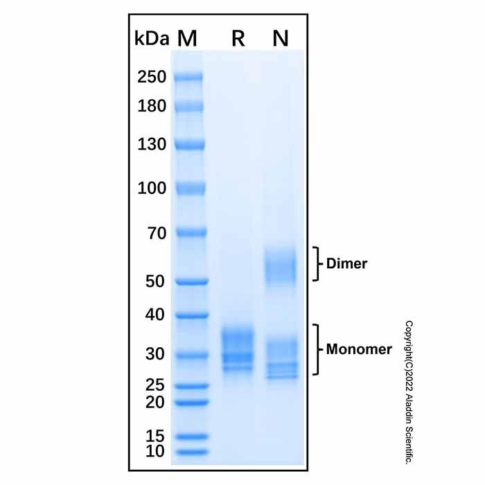Recombinant Human Stanniocalcin 1/STC-1 Protein