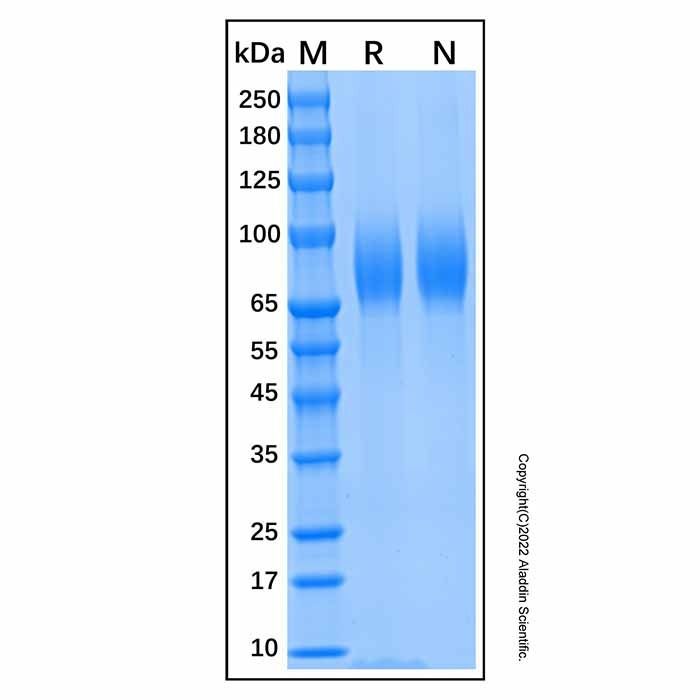 Recombinant Human Tau Protein