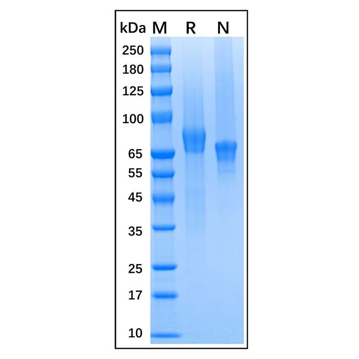 Recombinant Human Thrombomodulin/BDCA-3 Protein