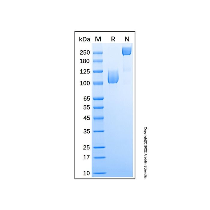 Recombinant Human TrkC Protein