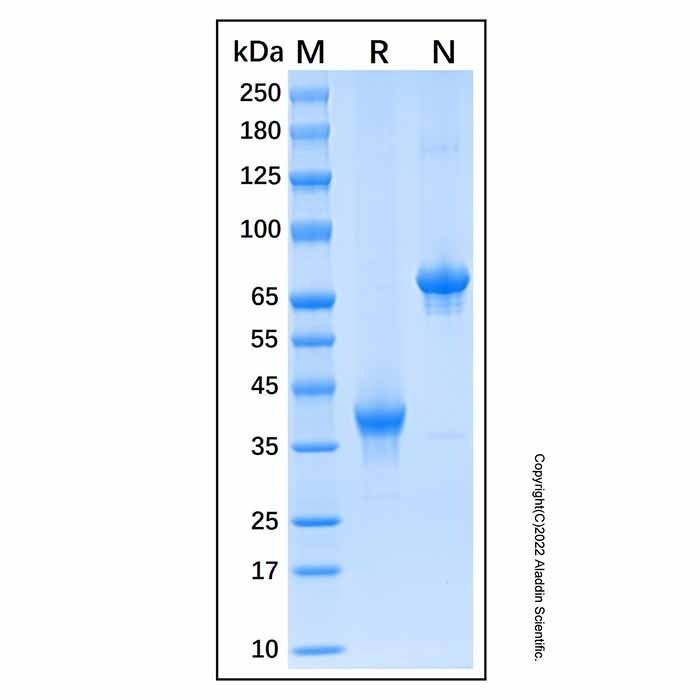 Recombinant Human TWEAK R/TNFRSF12 Protein