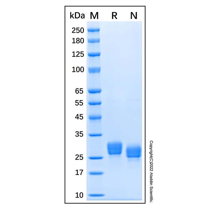 Recombinant Human ULBP-1 Protein