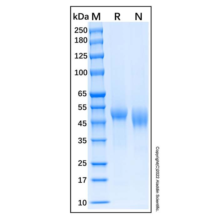 Recombinant Human u-Plasminogen Activator/Urokinase Protein
