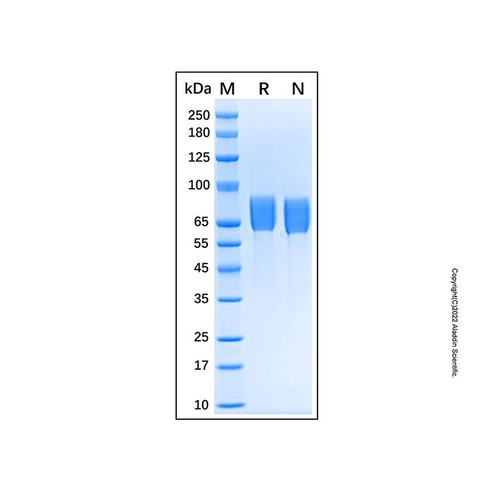 Recombinant Human Vanin-1/VNN1 Protein