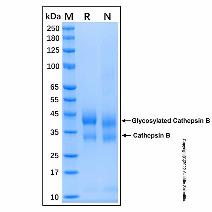 Recombinant Mouse Cathepsin B Protein