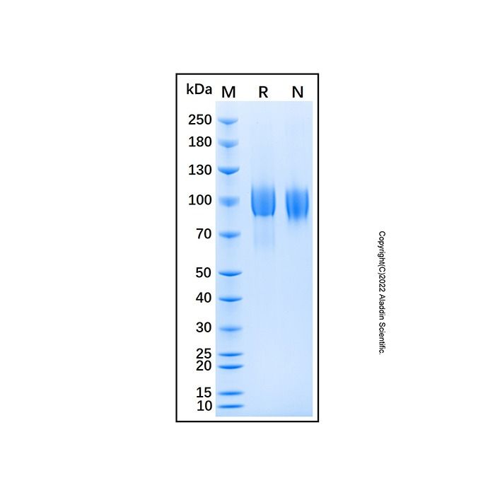Recombinant Mouse EGFR Protein