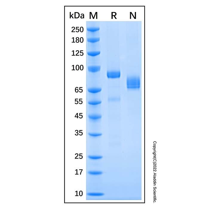 Recombinant Mouse HGF Protein
