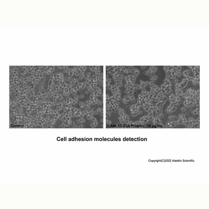 Recombinant Mouse ICAM-1/CD54 Protein