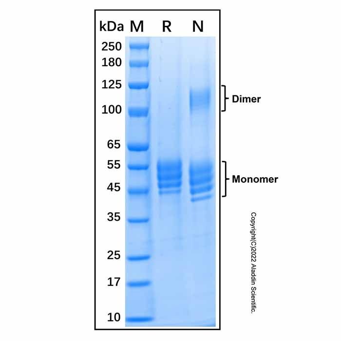 Recombinant Mouse IL-12/IL-23 p40 Monomer Protein