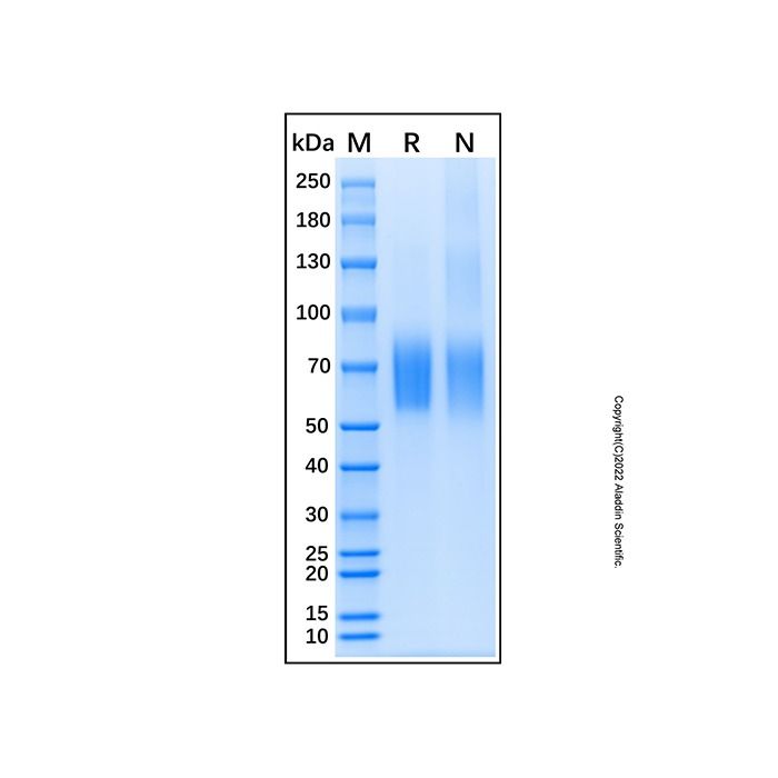 Recombinant Mouse IL-23R Protein