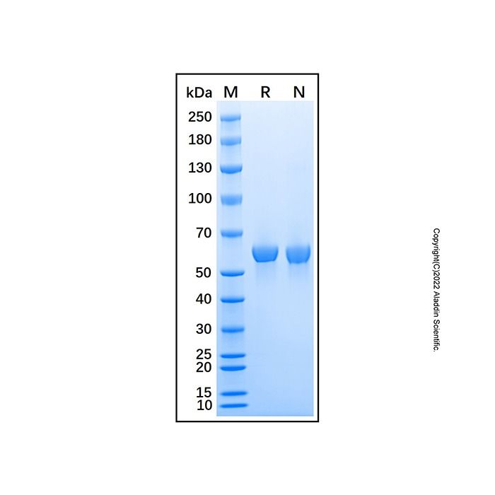 Recombinant Mouse LBP Protein