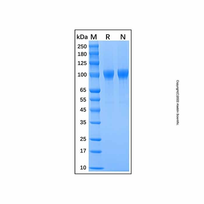 Recombinant Mouse MMP-9 Protein