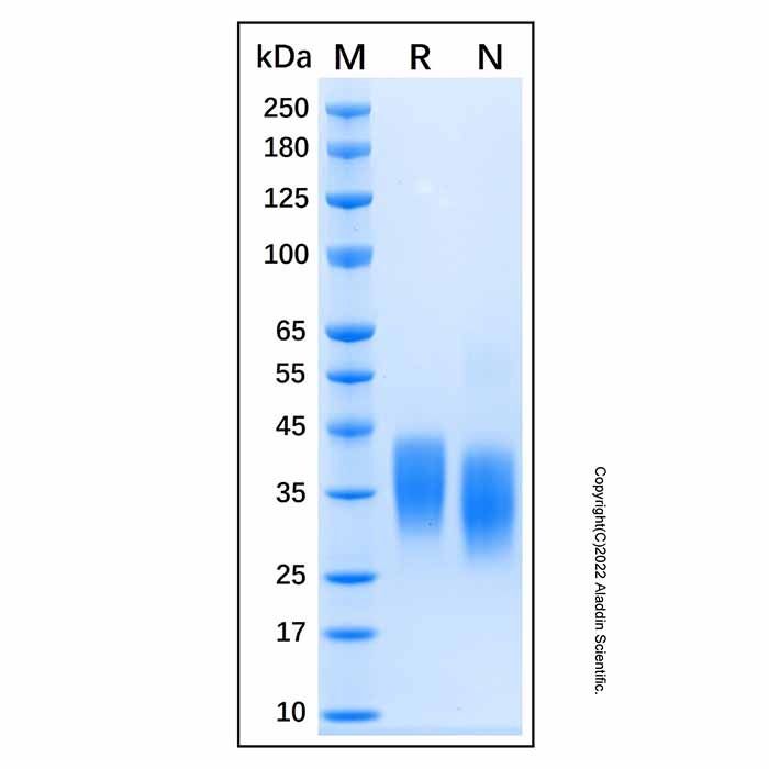 Recombinant Mouse Oncostatin M (OSM) Protein