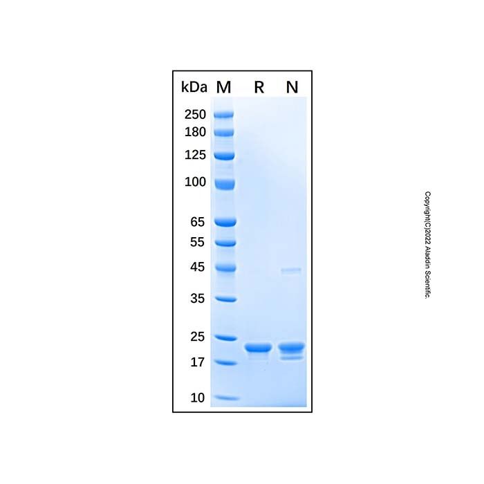 Recombinant Mouse Sonic Hedgehog/Shh Protein