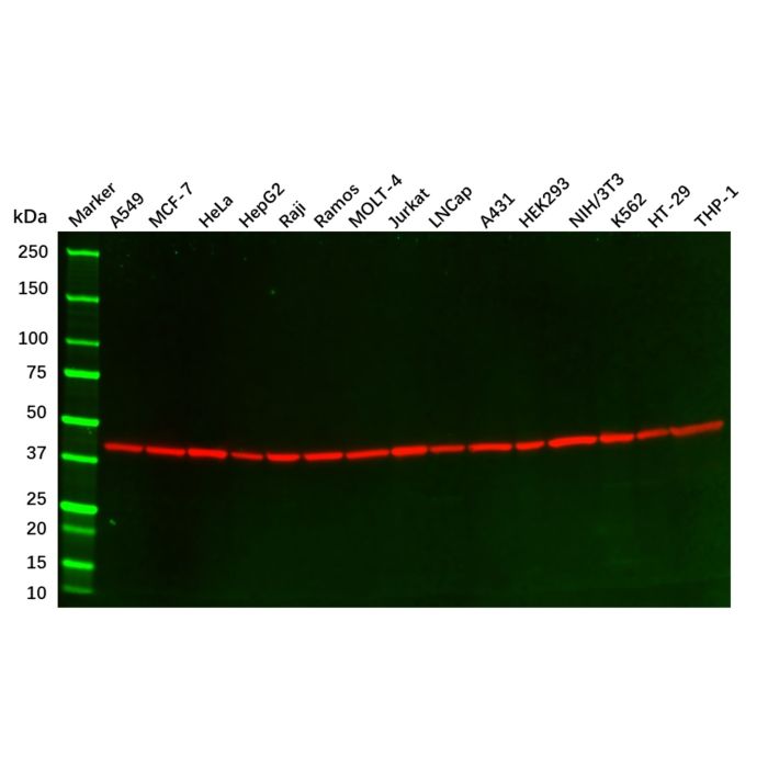 beta Actin Mouse mAb