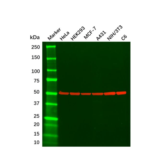 beta Tubulin Mouse mAb