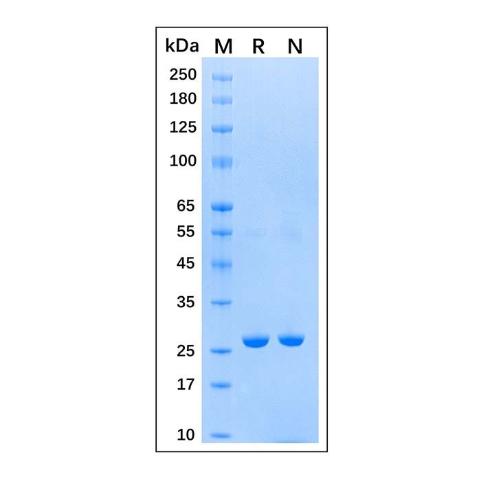 Recombinant Schistosoma japonicum GST Protein