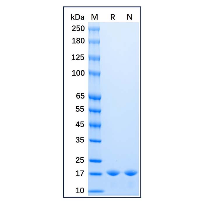 Recombinant Baker's yeast Sumo Protein