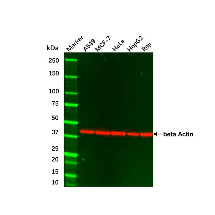 Hep G2 Whole Cell Lysate
