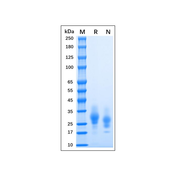Recombinant MPXV A30L Protein