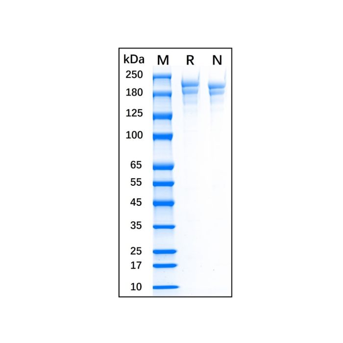 Recombinant Human Fibronectin Protein