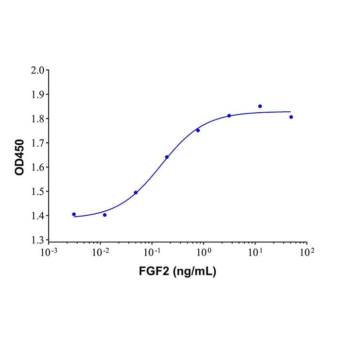 Recombinant Human FGF basic/FGF2/bFGF Protein