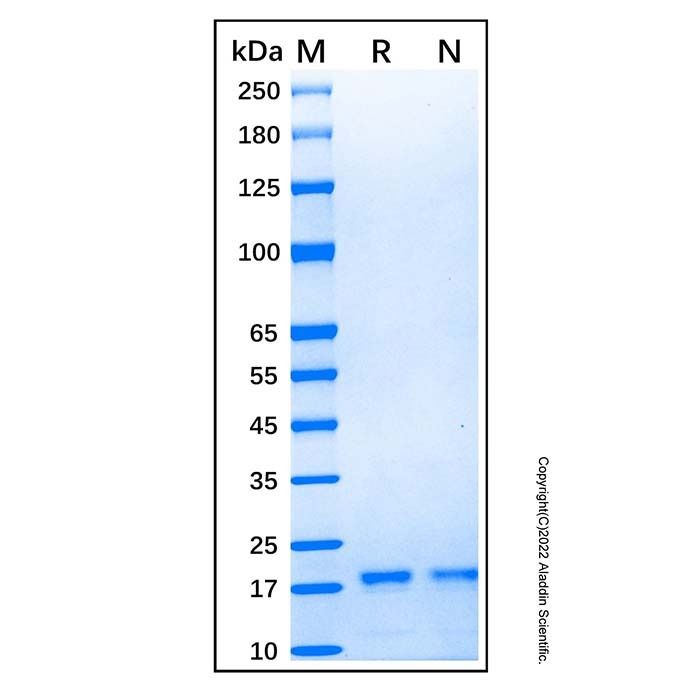 Recombinant Human FLT-3 Ligand Protein