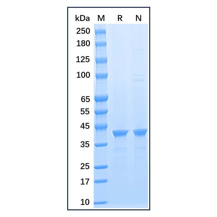 Recombinant Human GAPDH Protein
