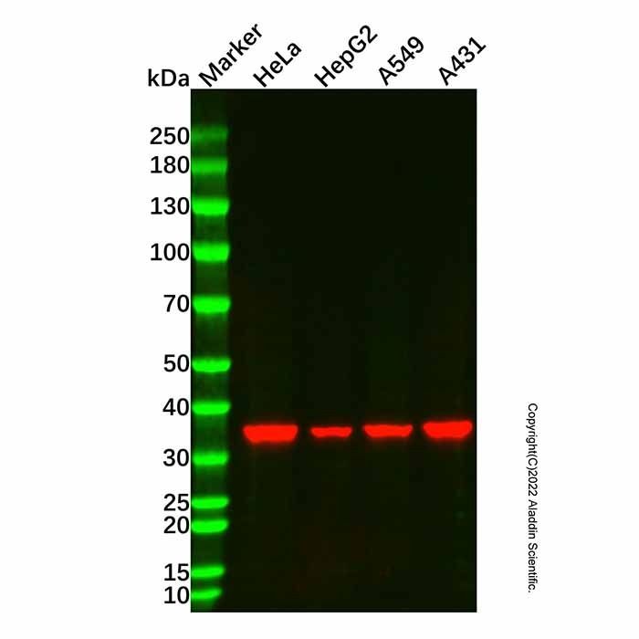 Lactate Dehydrogenase Mouse mAb