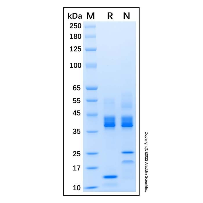 Recombinant Human Activin A Protein