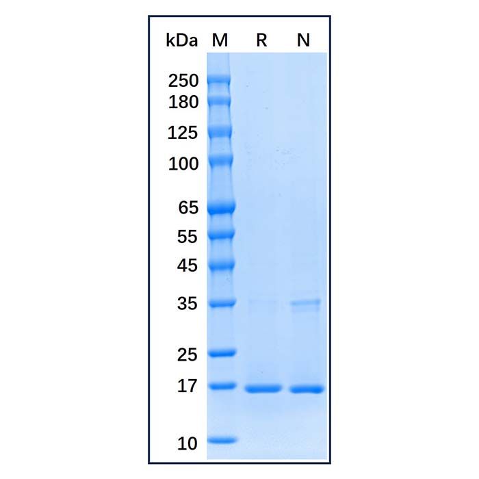 Recombinant Human Histone H3 Protein