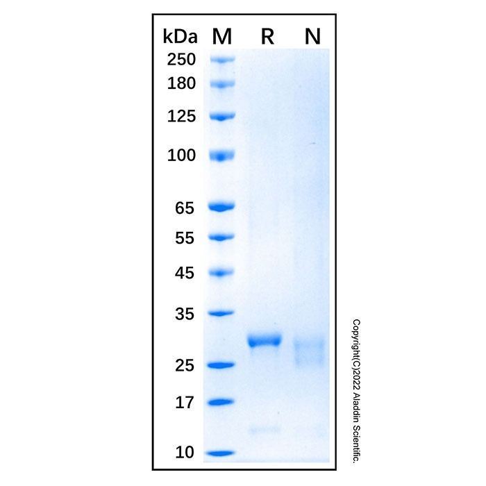 Recombinant Human Caspase-3 Protein