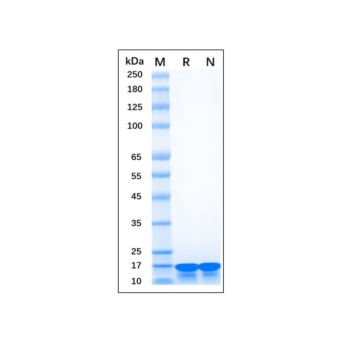 Recombinant Human AIF-1/Iba1 Protein