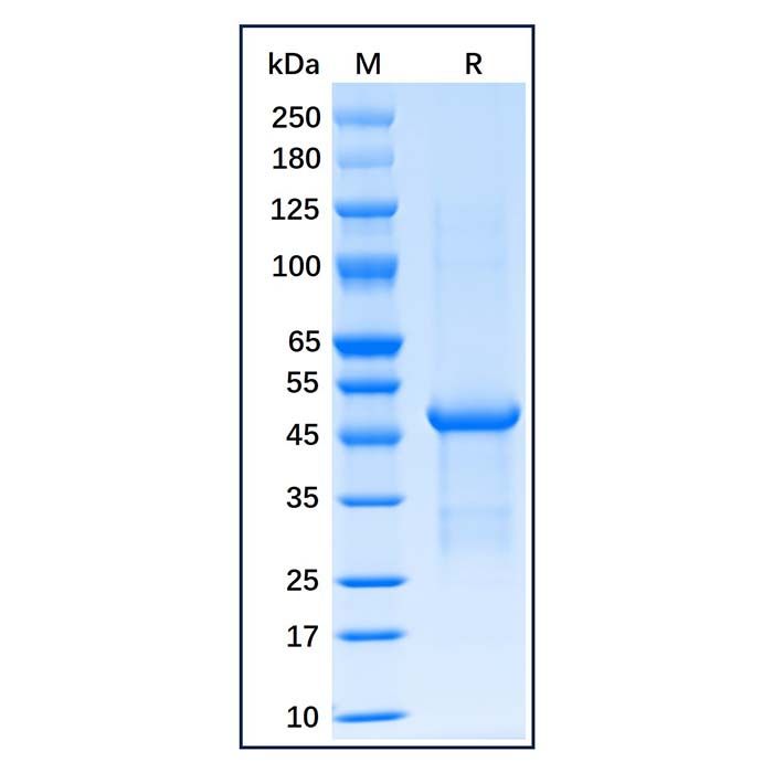 Recombinant Human FOXP3 Protein