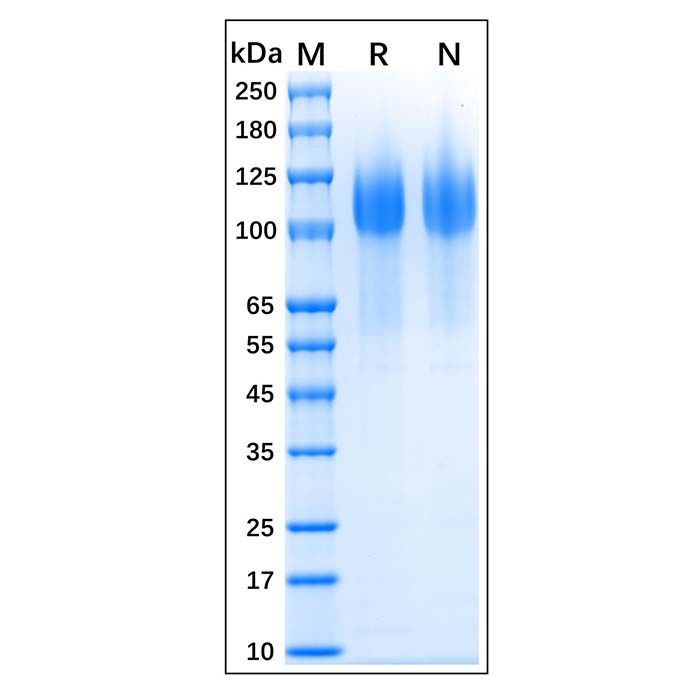 Recombinant Human CD34 Protein