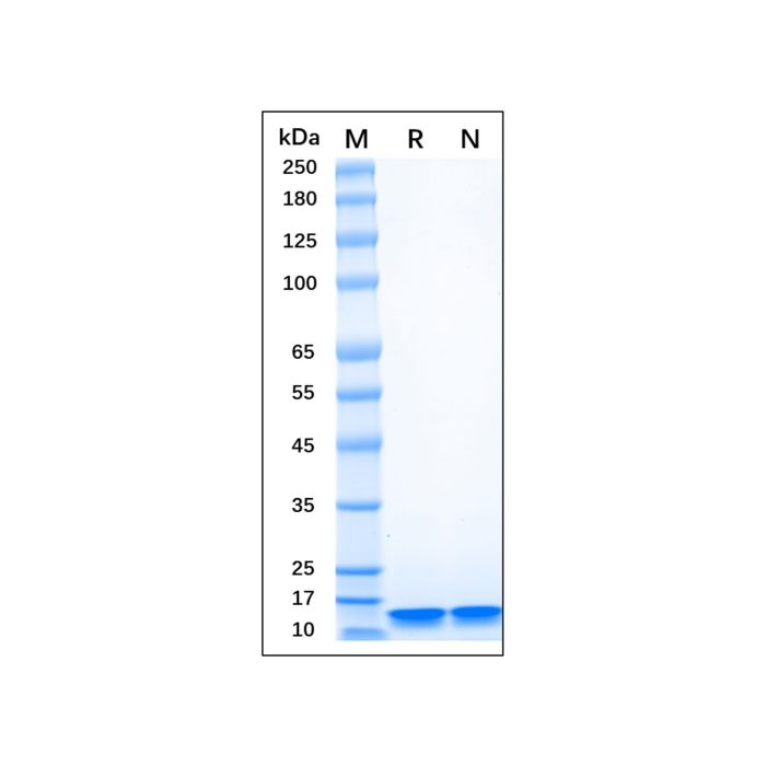 Recombinant Human LC3B Protein