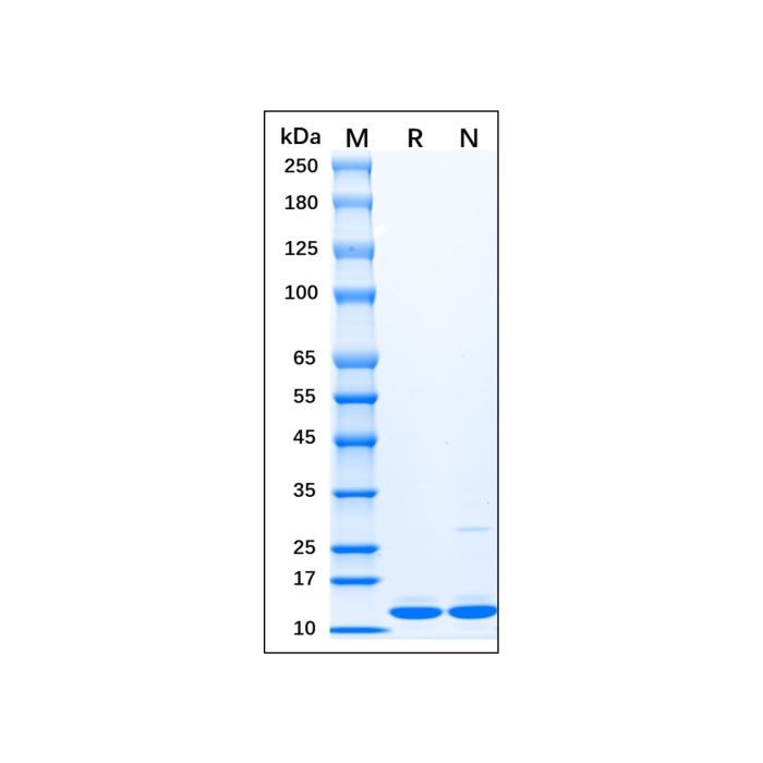 Recombinant Human Doublecortin Protein