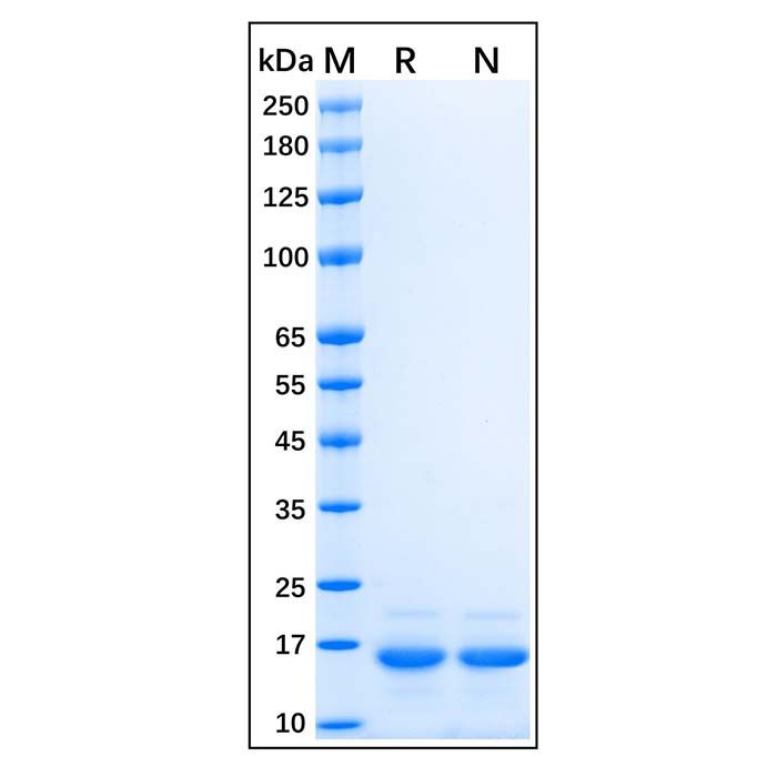 Recombinant Human Histone H2AX Protein